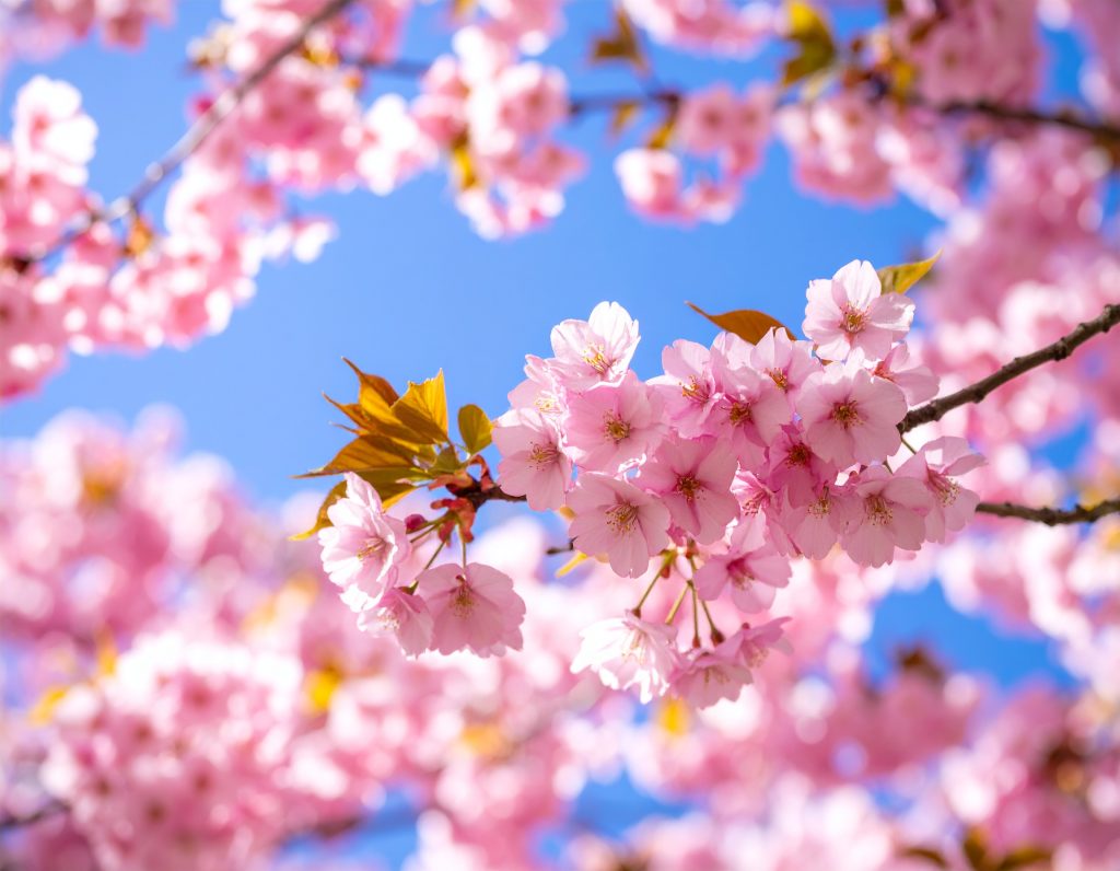 Cherry blossoms in full bloom near a traditional Japanese temple in spring