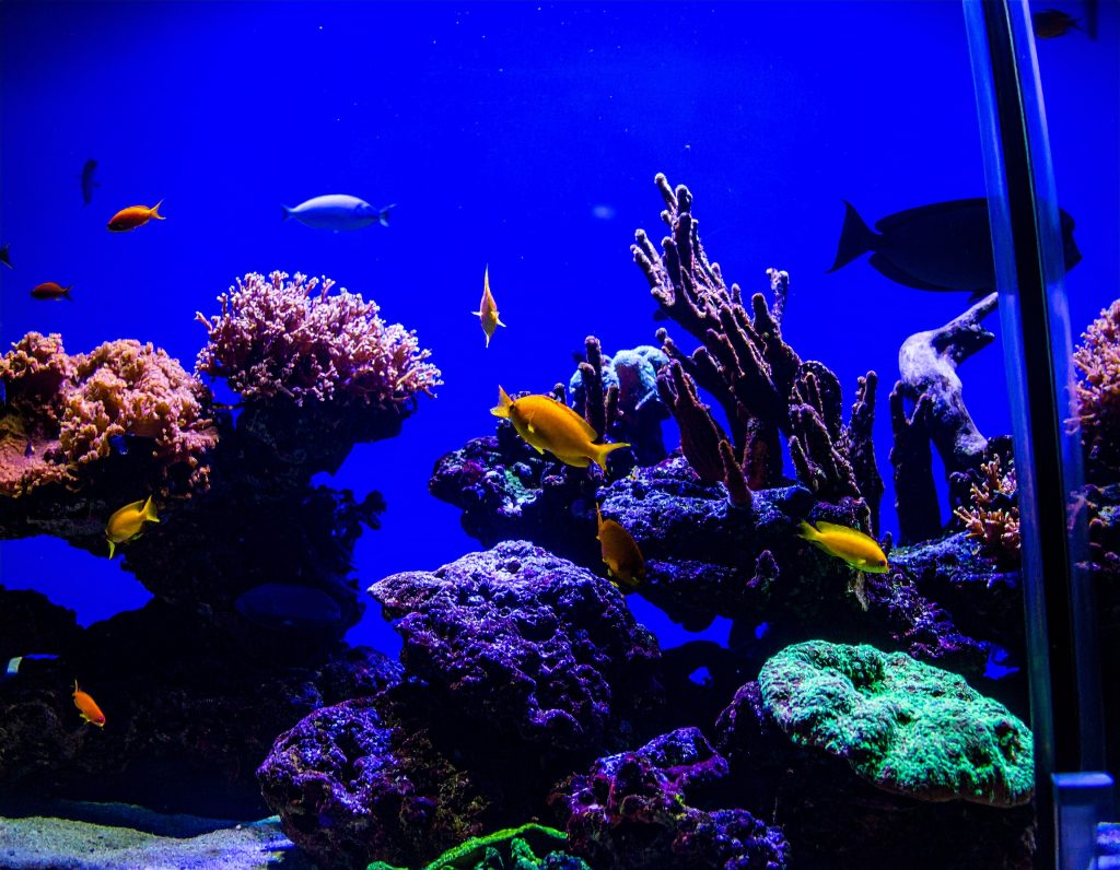 Sentosa Island beach and SEA aquarium, a relaxing escape for long layovers in Singapore.