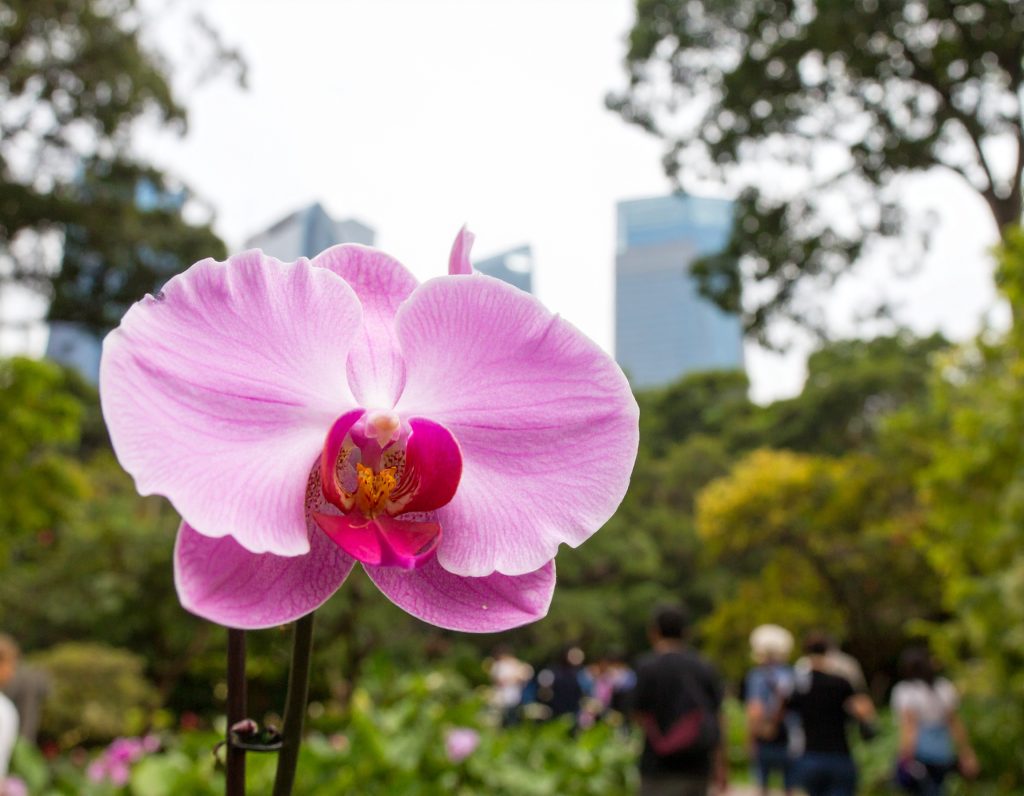 Orchid blooms at Singapore Botanic Gardens, a peaceful UNESCO World Heritage site.