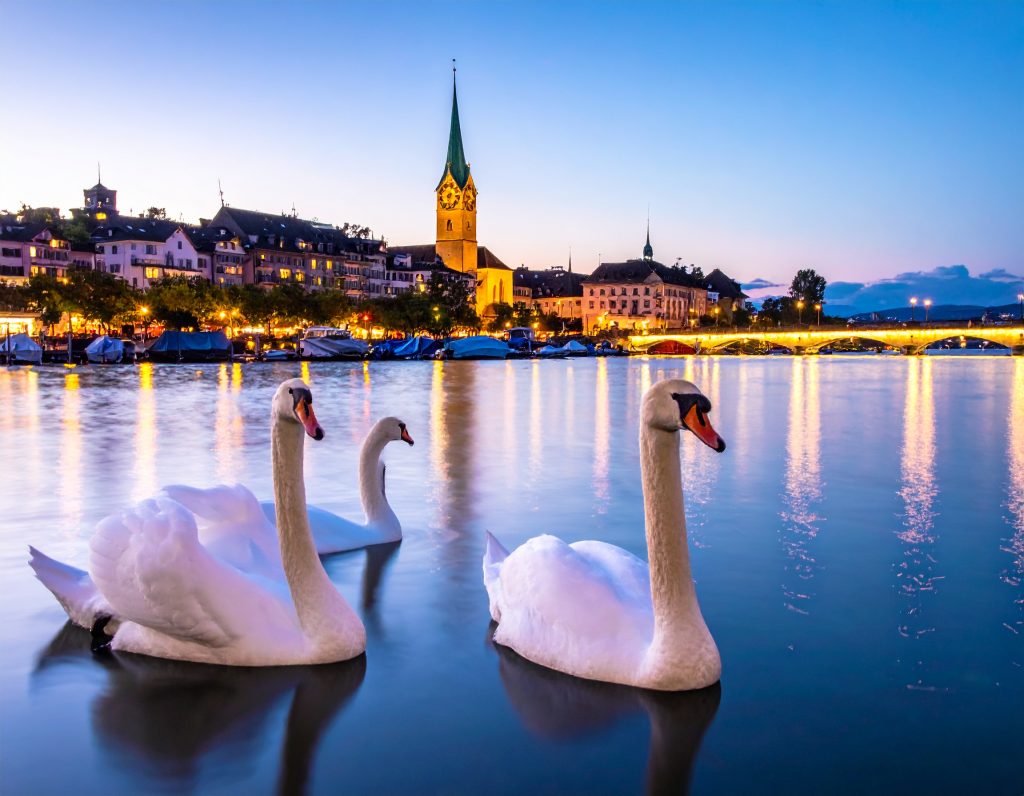 Evening view over Lake Zurich with swans.