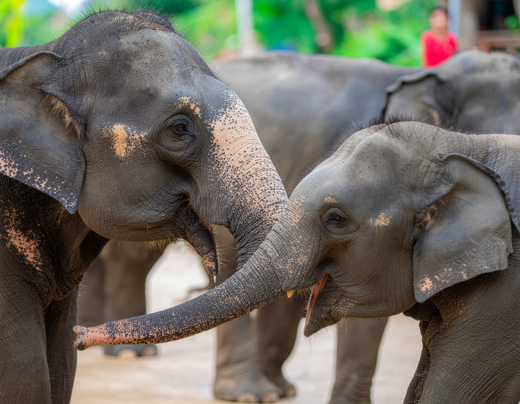 Tourists interacting with elephants at Chiang Mai sanctuary.